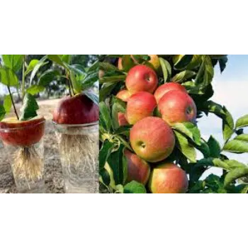 Delightful Apple Plant